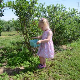 Blueberry Picking and a Few Recipes
