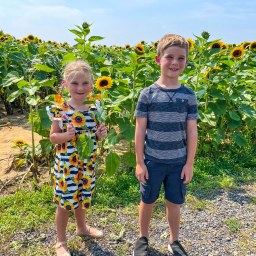 Where to See Sunflowers in Bucks County (and nearby)